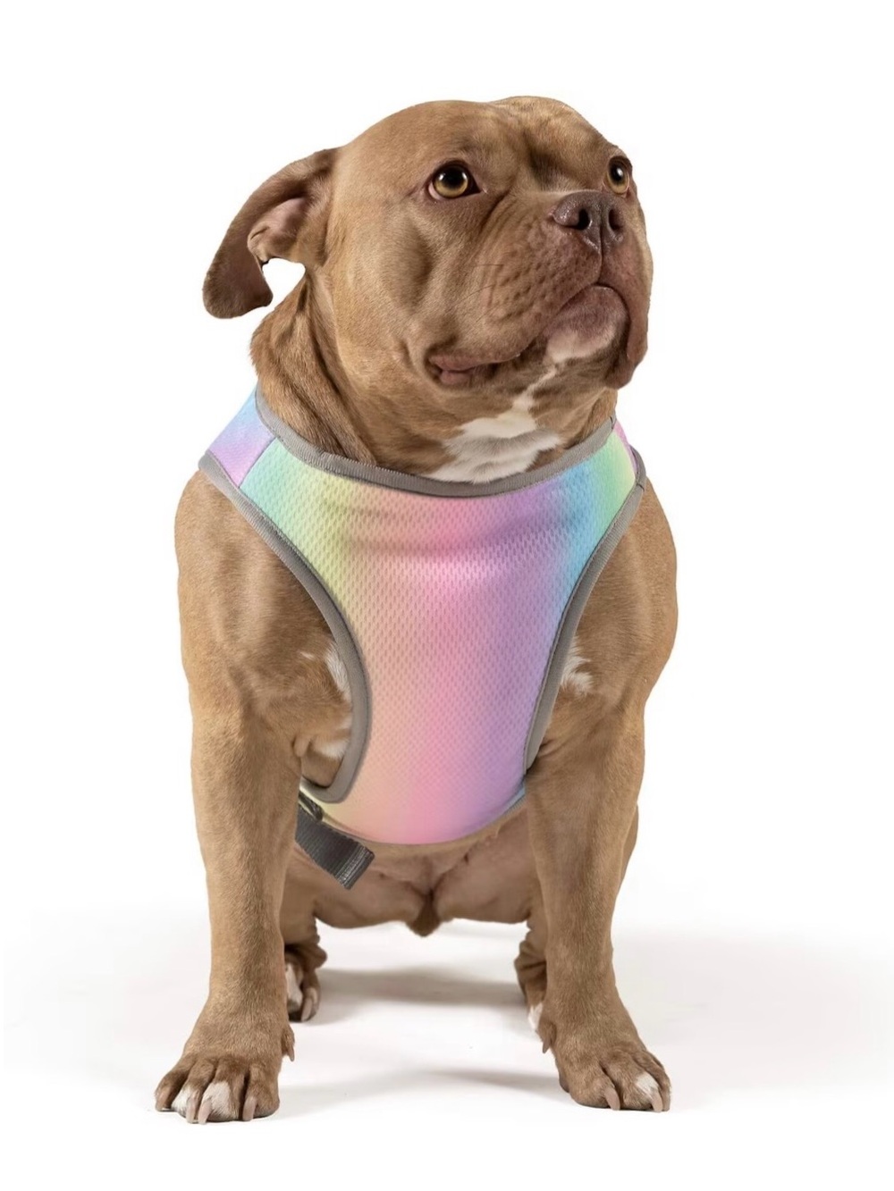 Canada Pooch rainbow dog cooling vest (12”) brand new unopened in packet